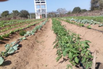 INGD dinamiza produção de horticolas no Semi-Arido em Gaza